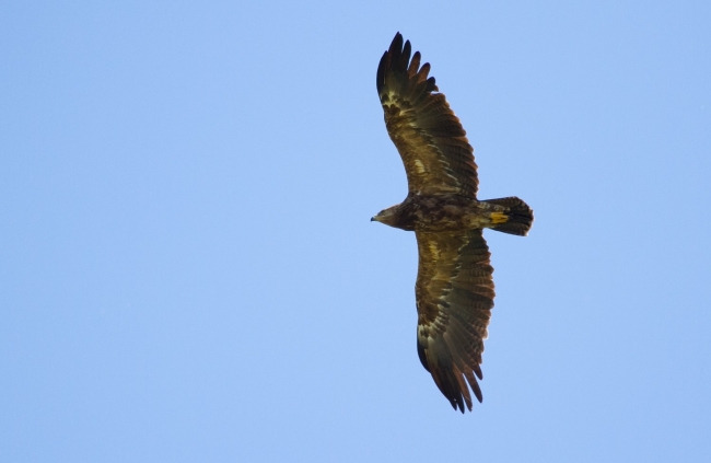 Schreiadler  - Rafał Szczerbik