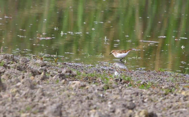 biegus malutki  - Rafał Szczerbik