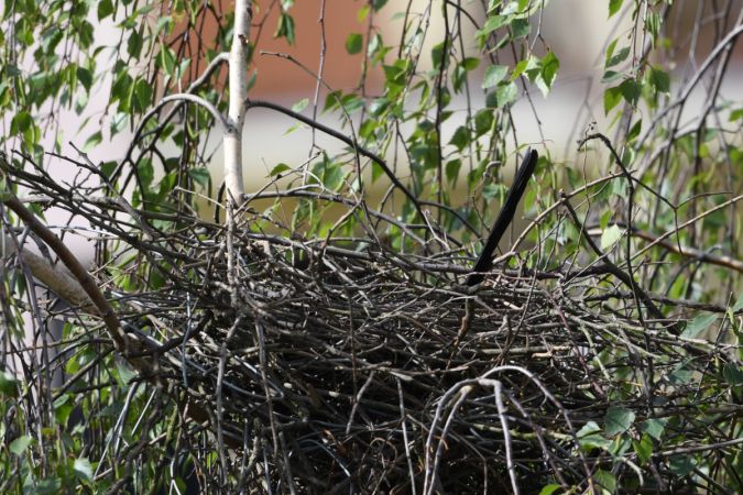 sroka  - Marcin Sołowiej