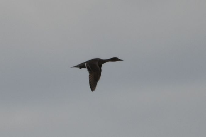 Northern Pintail  - Marcin Sołowiej