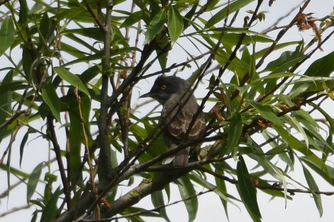 Fauvette épervière  - Marcin Sołowiej