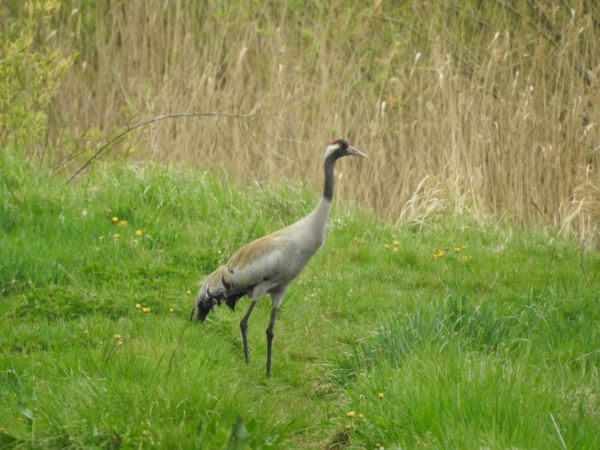 żuraw  - Marta Ilkowska Nowak