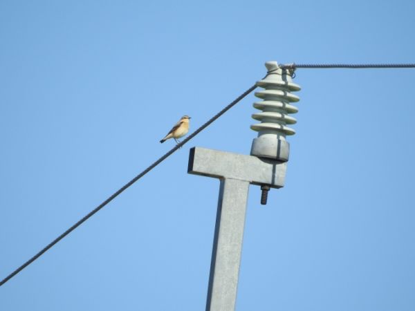 Northern Wheatear  - Marta Ilkowska Nowak
