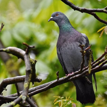 Feral Rock Dove  - Hanna Żelichowska