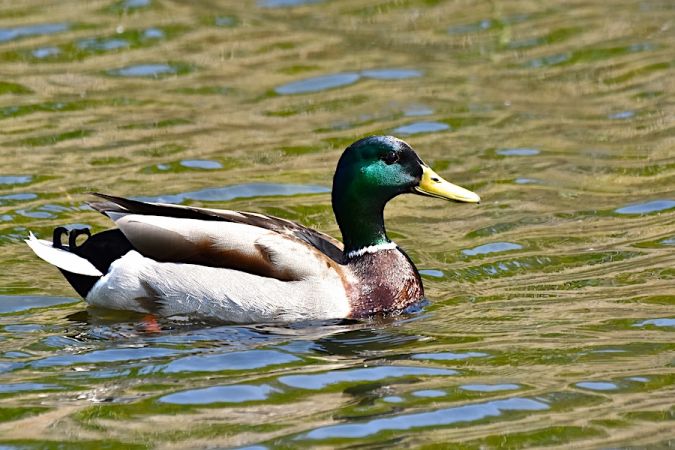 krzyżówka  - Hanna Żelichowska