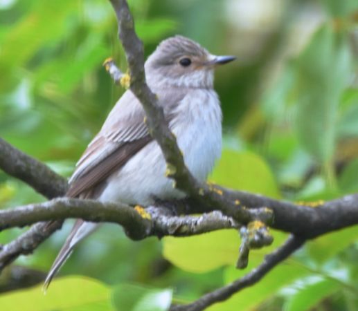 Grauschnäpper  - Hanna Żelichowska