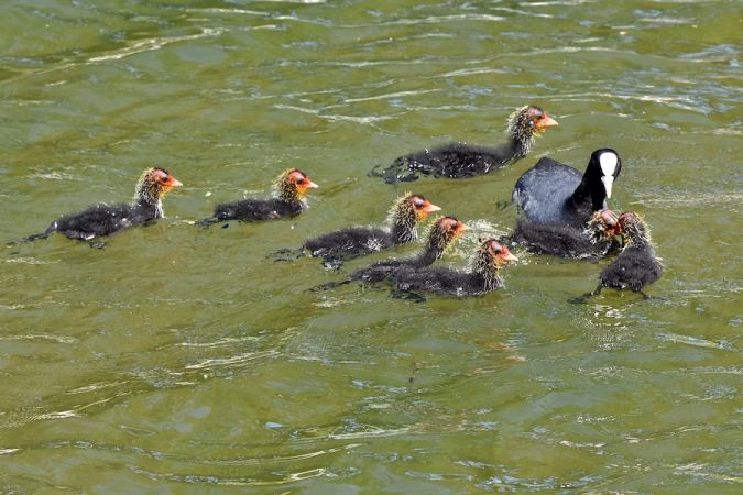 Foulque macroule  - Hanna Żelichowska
