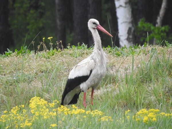 bocian biały  - Amanda Zinkow