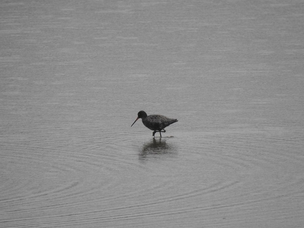 Dunkler Wasserläufer  - Amanda Zinkow