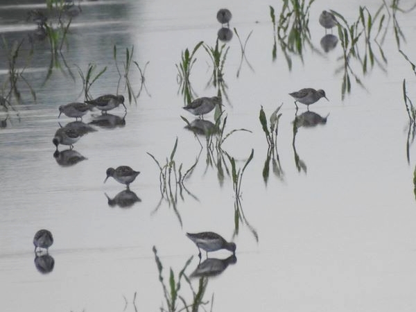 Bruchwasserläufer  - Amanda Zinkow