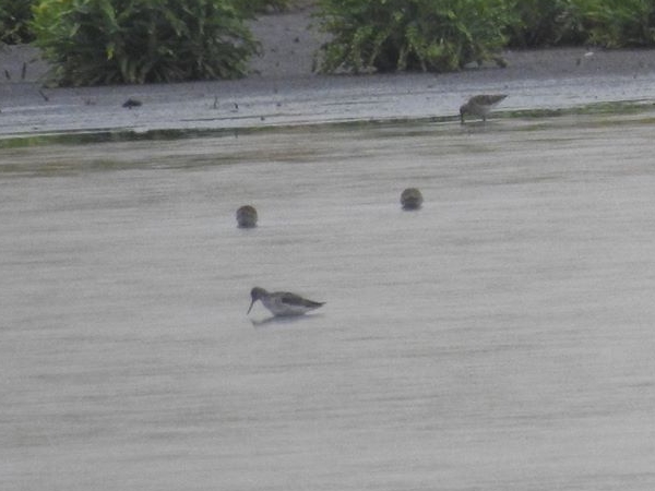 kwokacz  - Amanda Zinkow