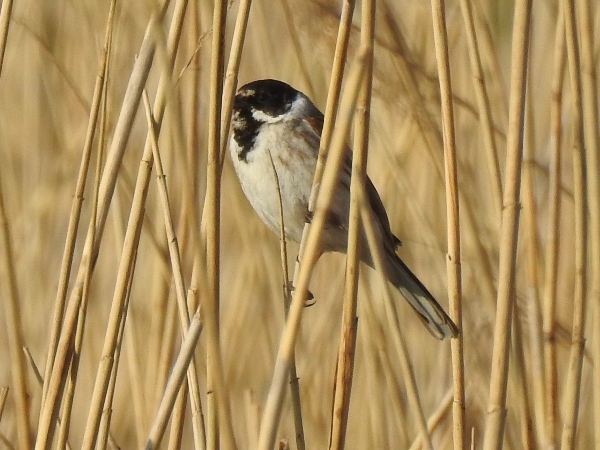 potrzos  - Amanda Zinkow