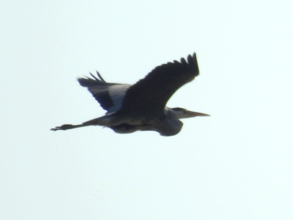 czapla siwa  - Amanda Zinkow