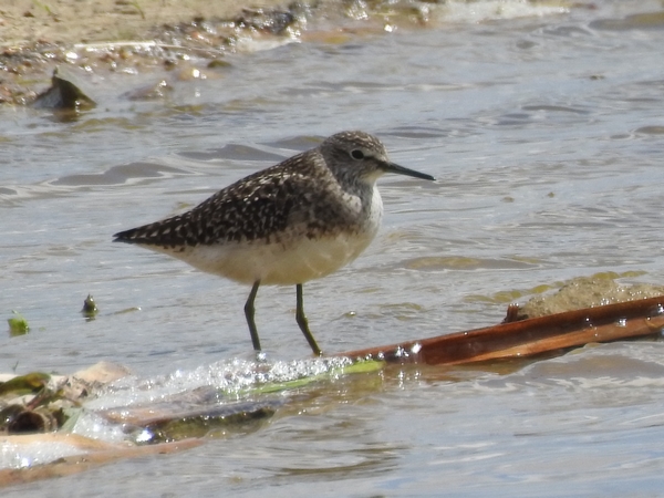 Bruchwasserläufer  - Amanda Zinkow