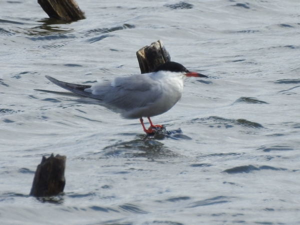 Flussseeschwalbe  - Amanda Zinkow
