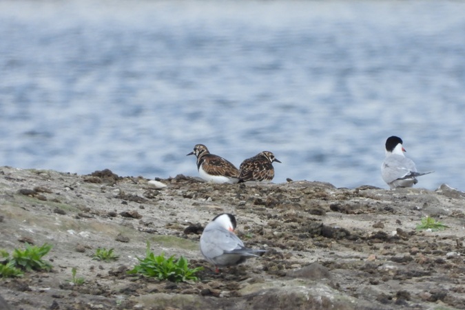 Steinwälzer  - Marek Karwowski