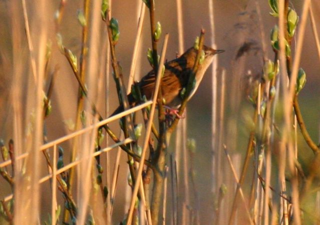 Common Grasshopper Warbler  - Alina & Andrzej Rogoza
