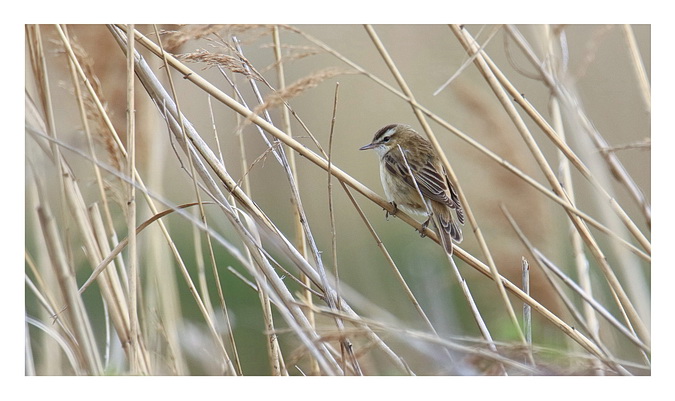 Schilfrohrsänger 