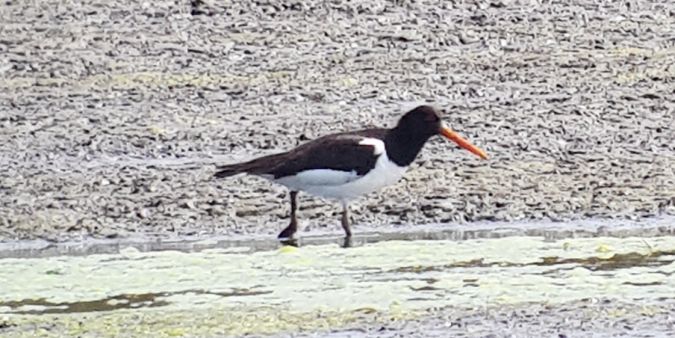 ostrygojad  - Łukasz Janocha