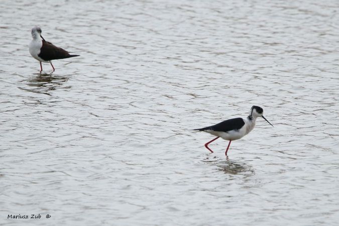 szczudłak  - Mariusz Zub