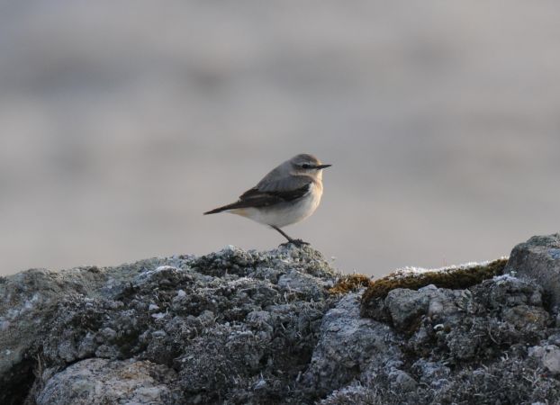 białorzytka  - Marcin Dec