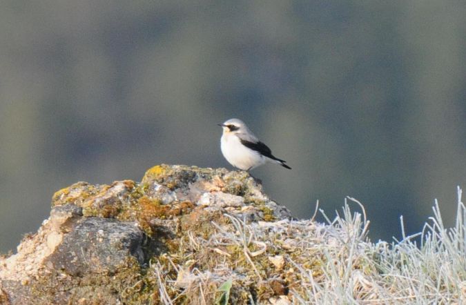 Northern Wheatear  - Marcin Dec
