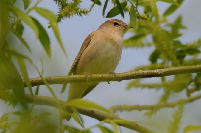 Garden Warbler  - Marcin Dec