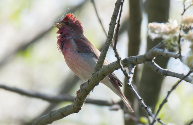 dziwonia  - Marcin Dec