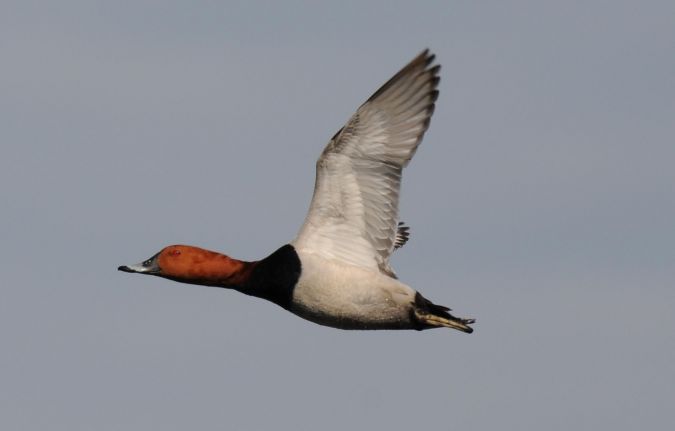 głowienka  - Marcin Dec