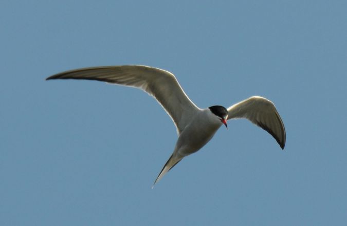 rybitwa rzeczna  - Marcin Dec