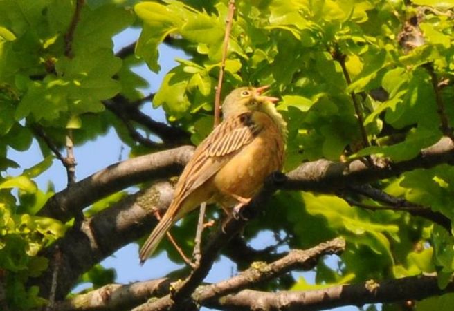 ortolan  - Marcin Dec