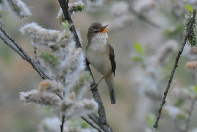 Marsh Warbler  - Marcin Dec
