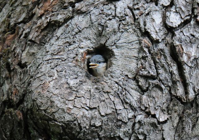 Eurasian Nuthatch  - Marcin Dec