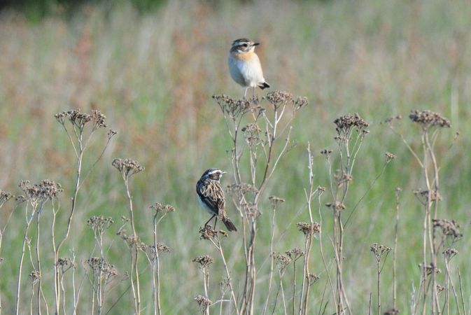 pokląskwa  - Marcin Dec