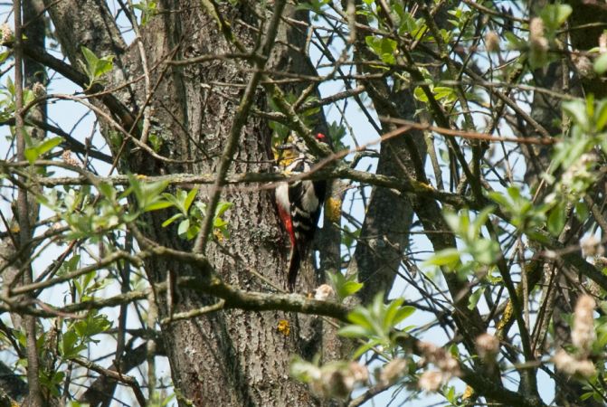 Buntspecht  - Hubert Herbut