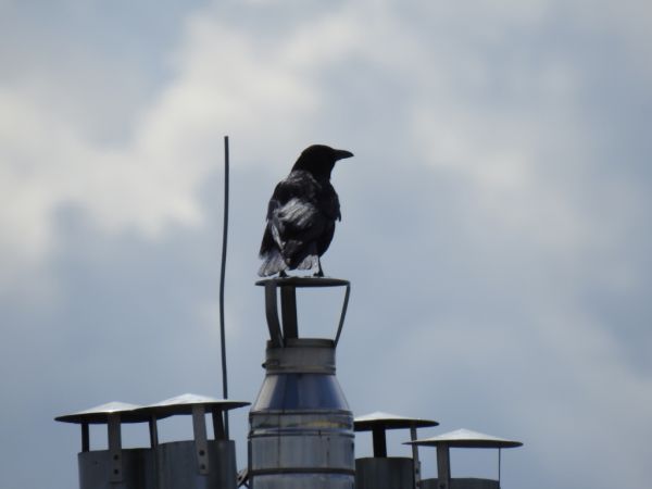 Corneille noire 