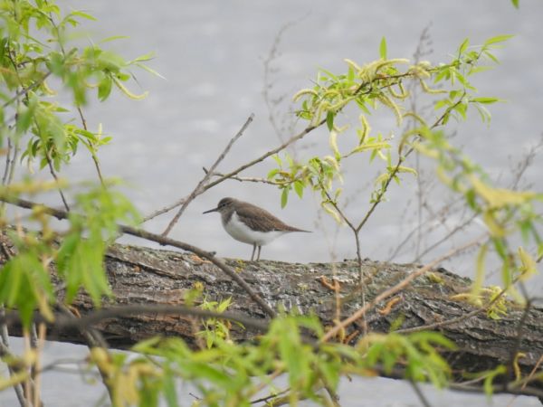 brodziec piskliwy  - Jarosław Słowikowski