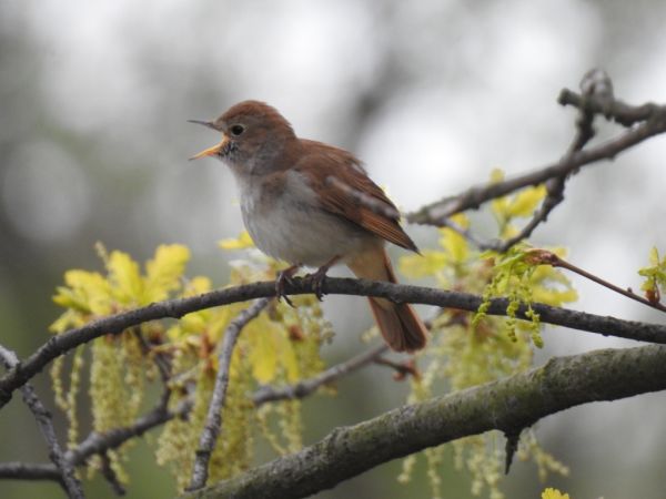 Rossignol philomèle  - Jarosław Słowikowski