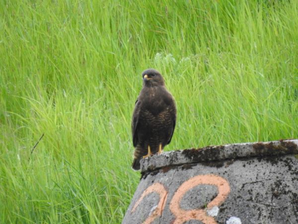 myszołów  - Jarosław Słowikowski