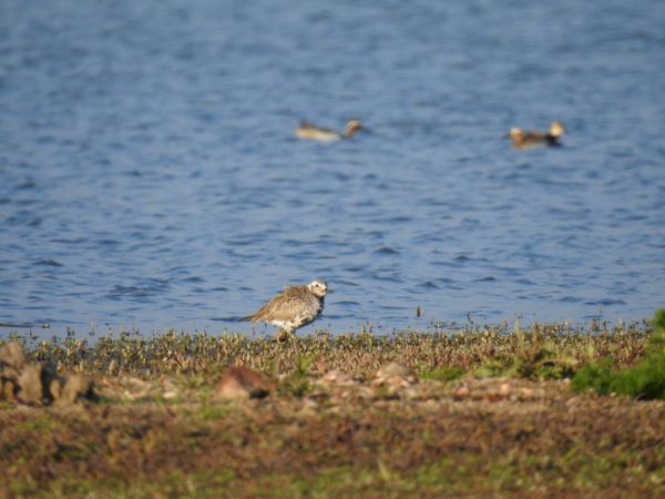 Grey Plover  - Jarosław Słowikowski