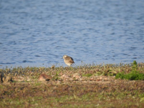 Pluvier argenté  - Jarosław Słowikowski