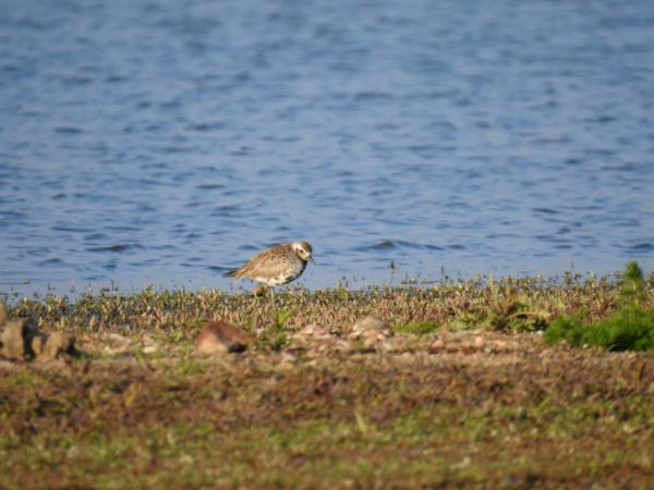 Pluvier argenté  - Jarosław Słowikowski