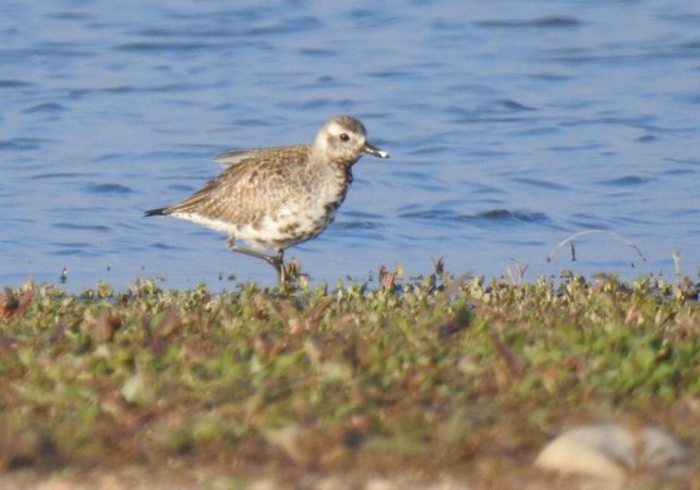 siewnica  - Jarosław Słowikowski