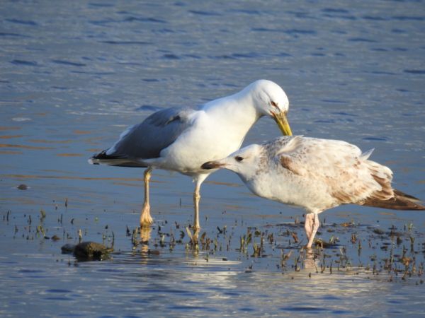 Caspian Gull 