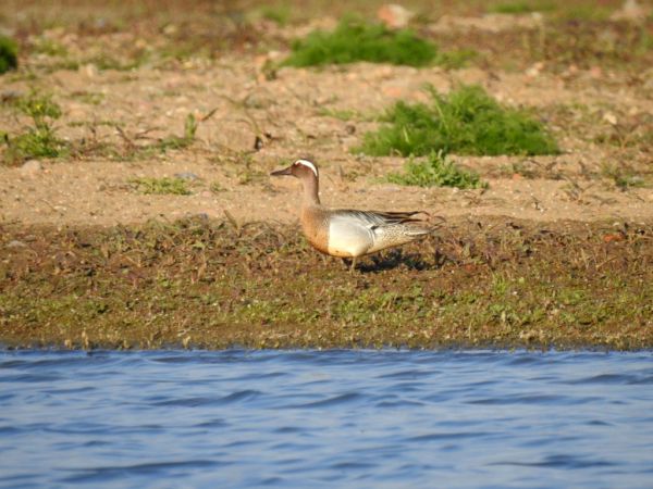 Knäkente  - Jarosław Słowikowski