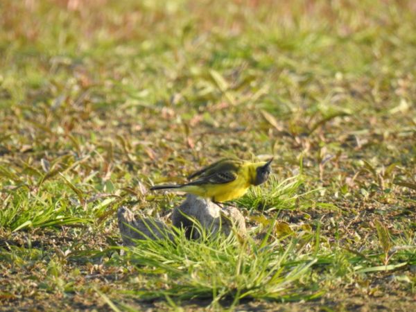 Bergeronnette nordique (ssp. thunbergi)  - Jarosław Słowikowski