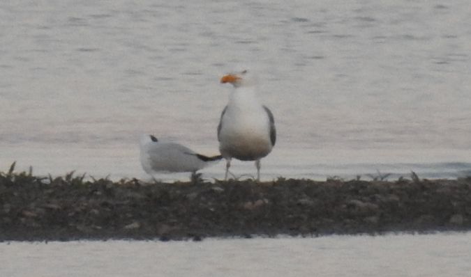 Yellow-legged Gull  - Jarosław Słowikowski
