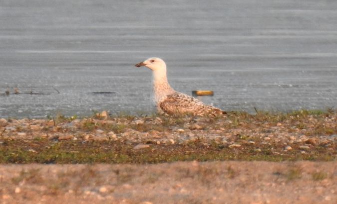 mewa srebrzysta  - Jarosław Słowikowski