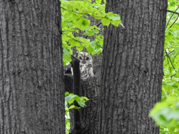 puszczyk  - Jarosław Słowikowski