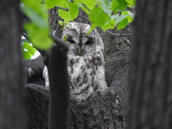 puszczyk  - Jarosław Słowikowski